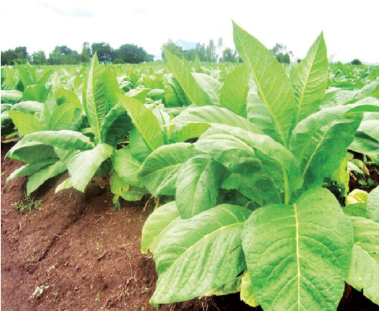 Malawi tobacco farm